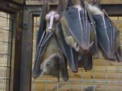 Zoophilia porn of bats having sex